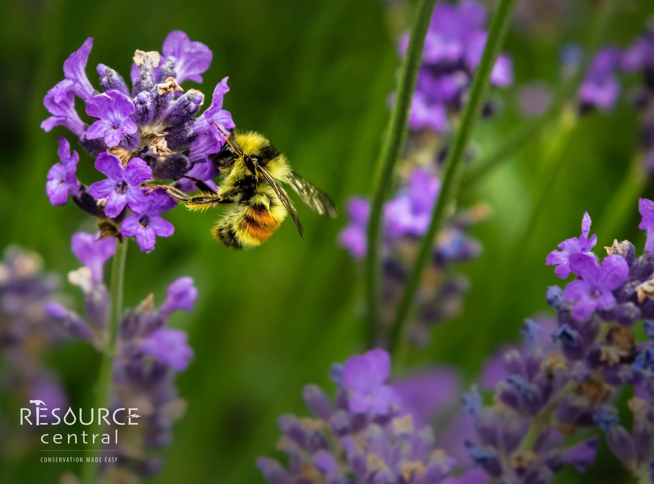 Close up of bumblebee landing on flowers
